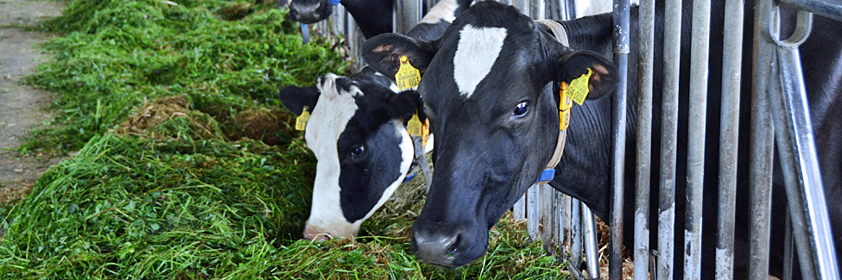 AG Rind Tierschutzplan Rinder in Ökohaltung