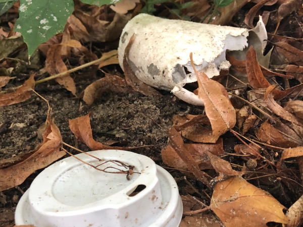 Ein benutzter Einwegkaffeebecher liegt auf dem Waldboden.