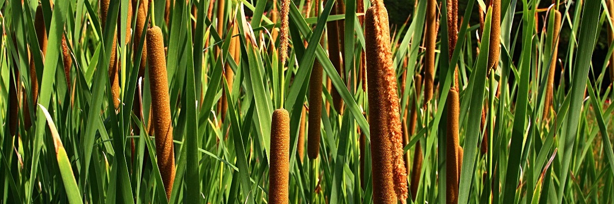 Blätter des Gemeinen Rohrkolbens, auch Gemeiner Rohrkolben, Großes Rohrkolbenkraut oder Cumbungi genannt, lateinischer Name Typha Latifolia, in der Nachmittagssonne des Sommers.