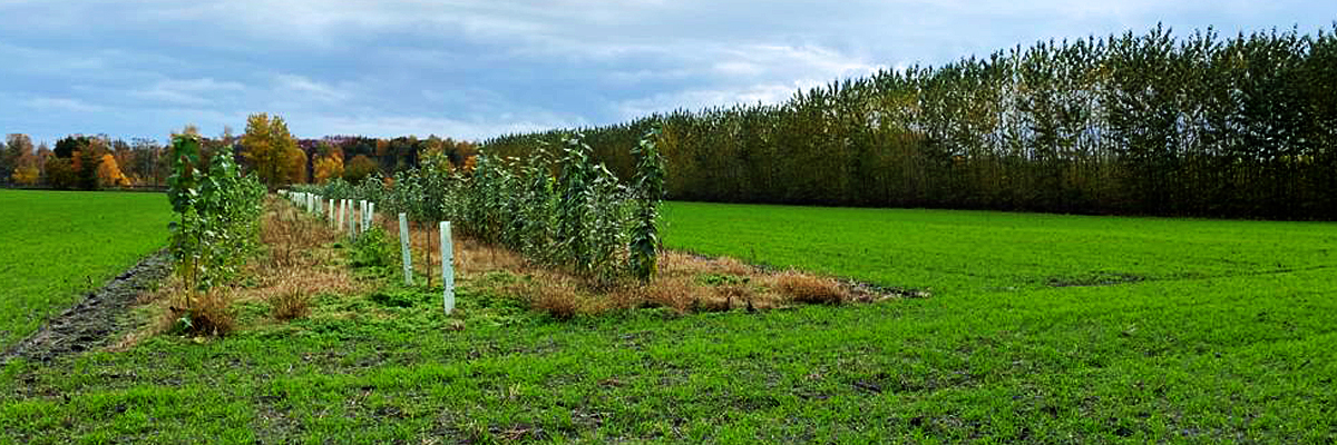 Agroforst-Anlagen