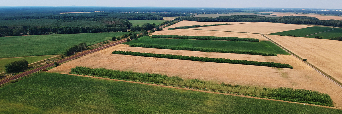 Agroforst-Anlagen