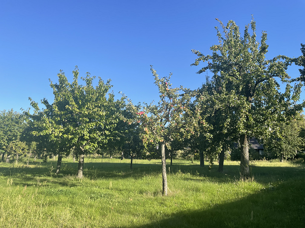 Streuobstwiese innerhalb der russischen Kolonie Alexandrowka in Potsdam 
