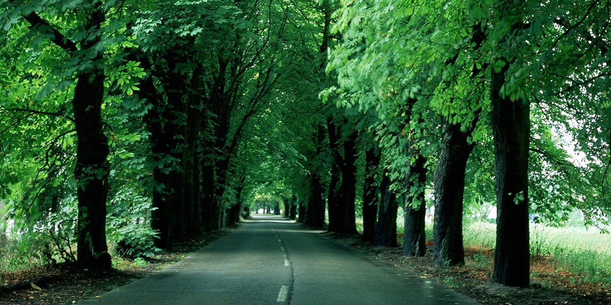 Bild: Allee bei Neukünkendorf