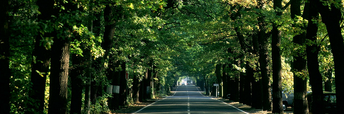 Eine Allee in Potsdam Eine Allee in Potsdam