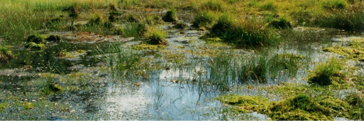 Ein Moor in der Calauer Schweiz - Ausschnitt Blick auf sumpfiges Gelände