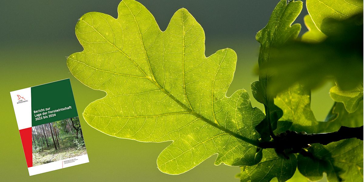 Bild: Collage Eichenblatt und Cover Bericht zur Lage der Forstwirtschaft