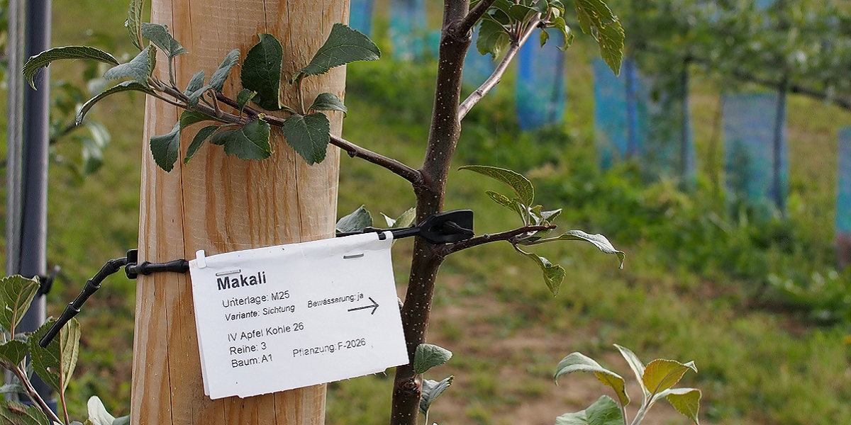Bild: Artenschild am Apfelbaum in der Lehr- und Versuchsanstalt für Gartenbau und Arboristik e.V. (LVGA)