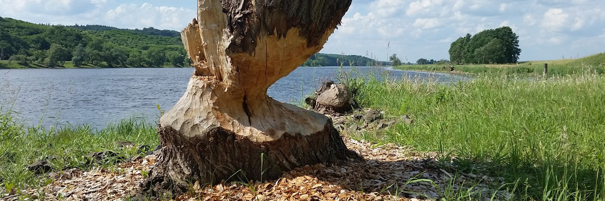 Von einem Biber angenagter Baumstamm. 