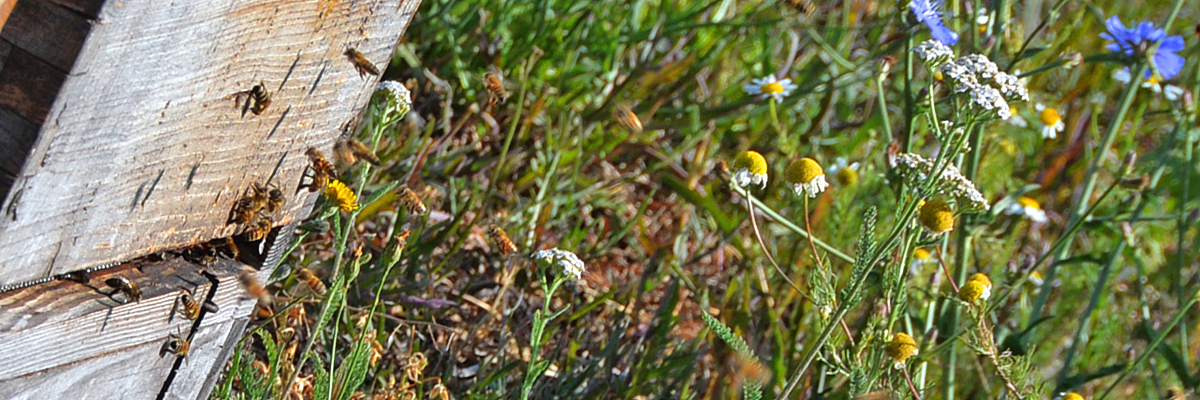 Bienen im Anflug