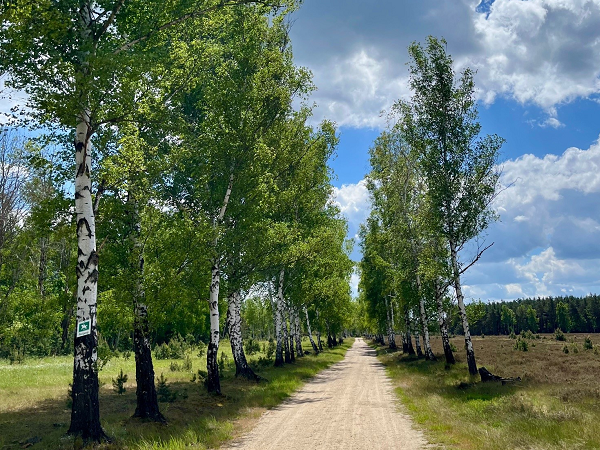 Birkenallee Naturschutzgebiet Forsthaus Prösa