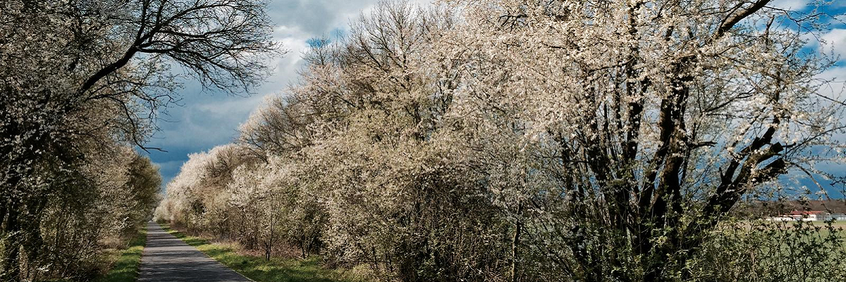 Gebietseigene Gehölze stehen in voller Blüte