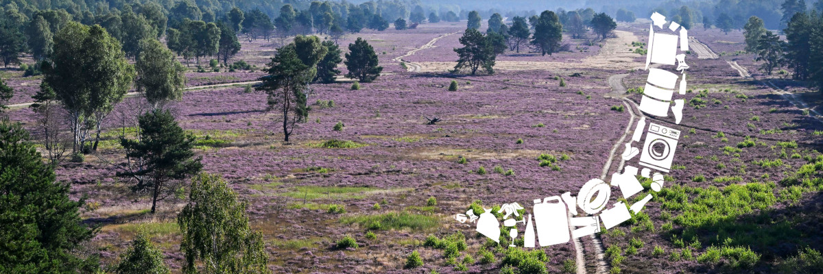 Montage Bild: Heideblüte in der Kyritz-Ruppiner Heide. Ein eingefügter Bumerang fliegt durch das Bild.