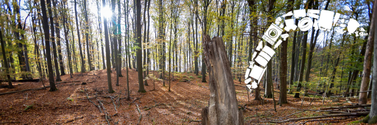 Bildmontage: Buchenwald in Grumsin. Ein Bumerang fliegt durch das Bild.