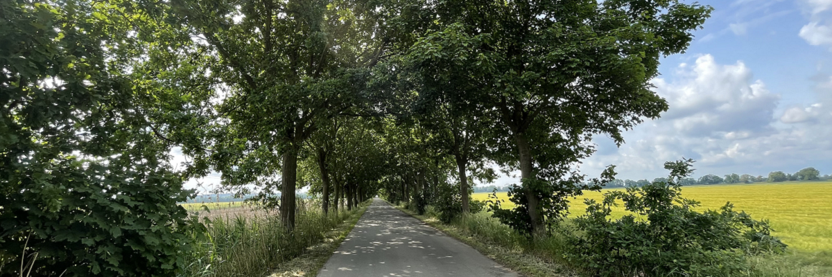 Allee nahe Lenzen an der Elbe