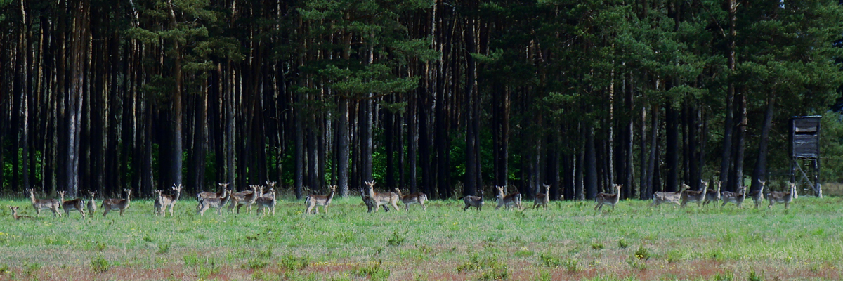 Damwild auf einer großen Lichtung