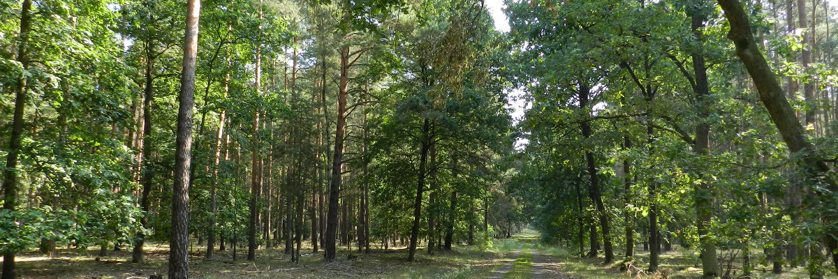 Blick auf einen Waldweg mit Eichen und Kiefern bewachsen.