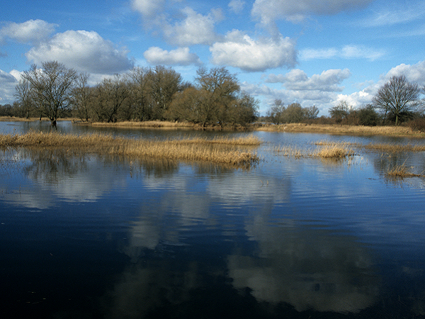 Elbearm in der Elbtalaue