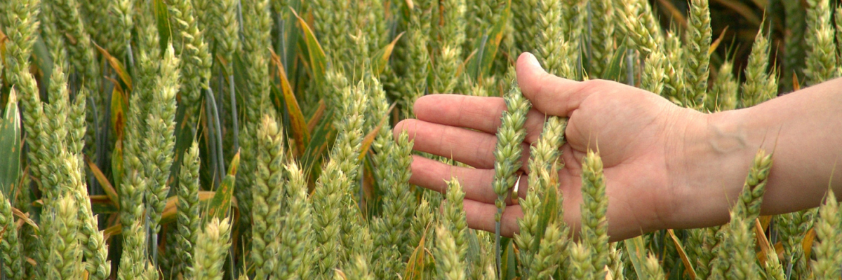 Header Futtermittelüberwachung Eine Hand durchfährt junges Getreide