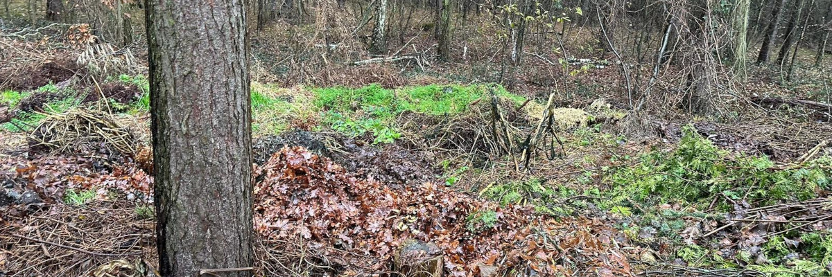 Gartenabfälle in einem Waldstück bei Potsdam. Gut erkennbar der Baumschnitt, Blumen- und Pflanzenreste sowie altes Laub.