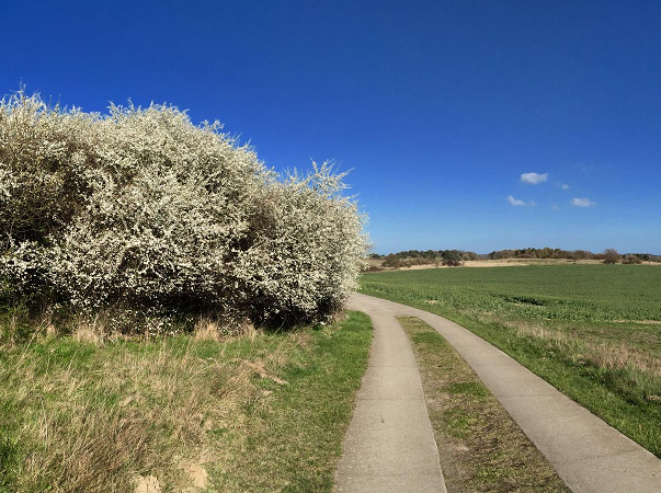 Gebietseigene Gehölze prägen das Landschaftsbild