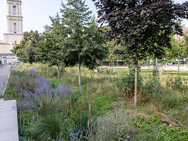 Gehölzpflanzung in Potsdam