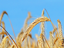 Getreide im Hochsommer