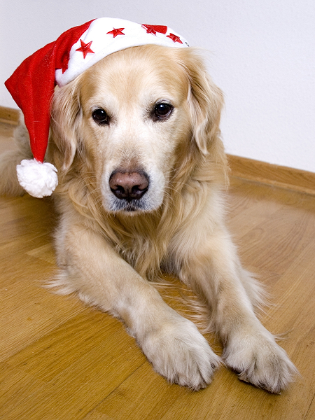 Golden Retriever mit Weihnachtsmütze