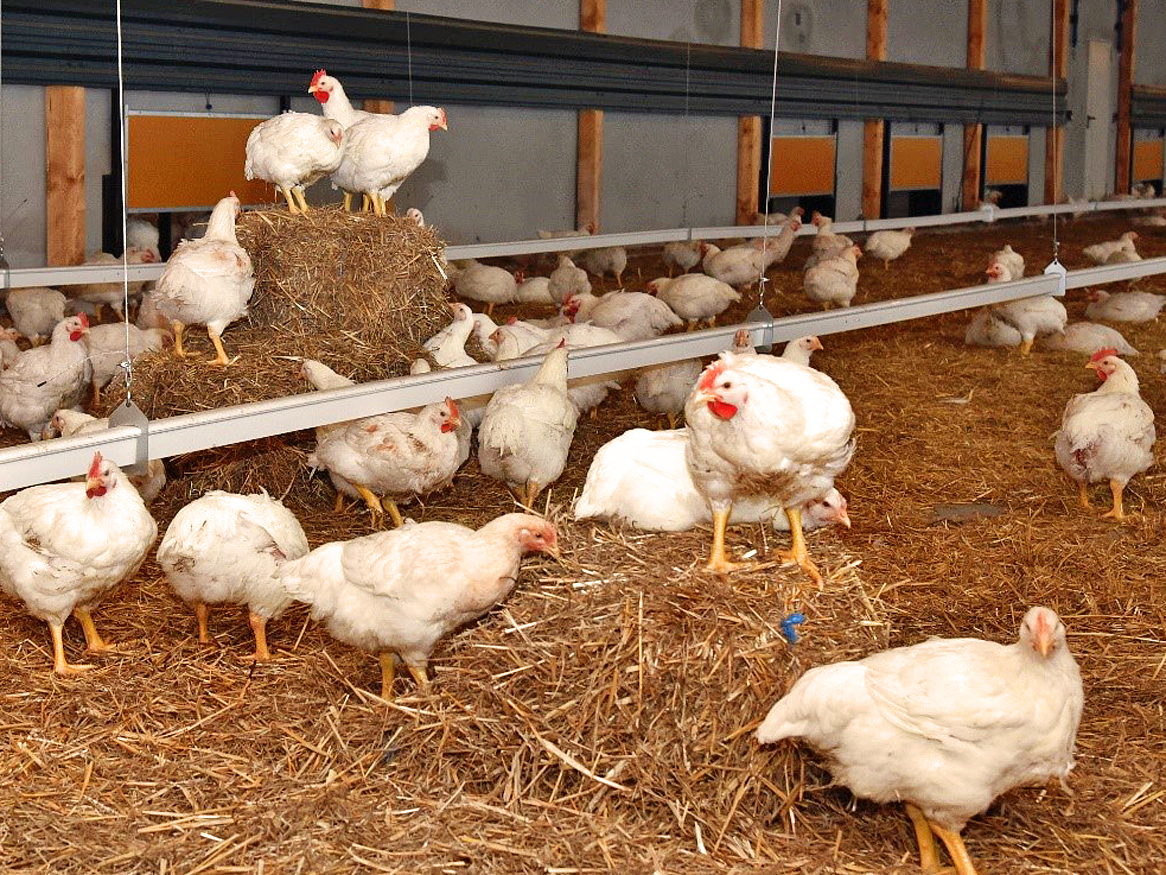 Hähnchenaufzucht Landwirtschaft Golzow Betriebs-GmbH