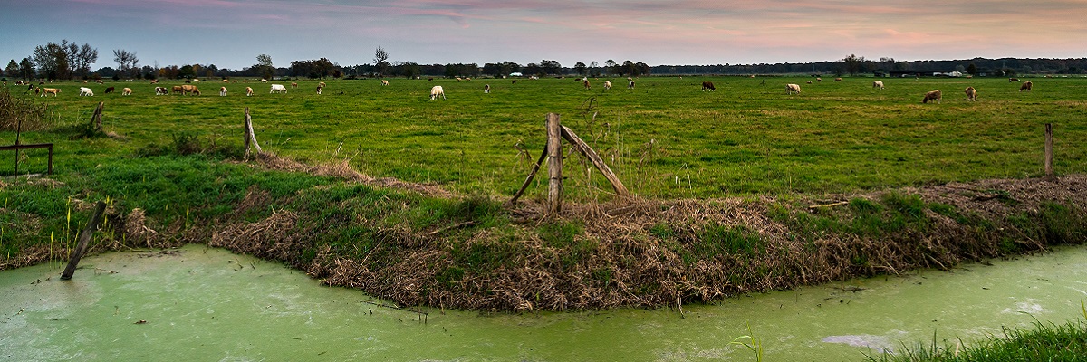 Havelländisches Luch zwischen Paulinenaue und Eichberge | Blick auf ein Rinderweide, im Vordergrund ein Meliorationsgraben |November 2014 Havelländisches Luch zwischen Paulinenaue und Eichberge | Blick auf ein Rinderweide, im Vordergrund ein Meliorationsgraben |November 2014
