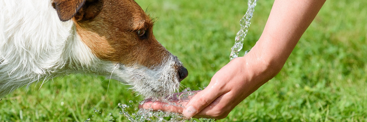 Hund trinkt Wasser aus der Hand einer Frau an einem heißen Sommertag Hund trinkt Wasser aus der Hand einer Frau an einem heißen Sommertag