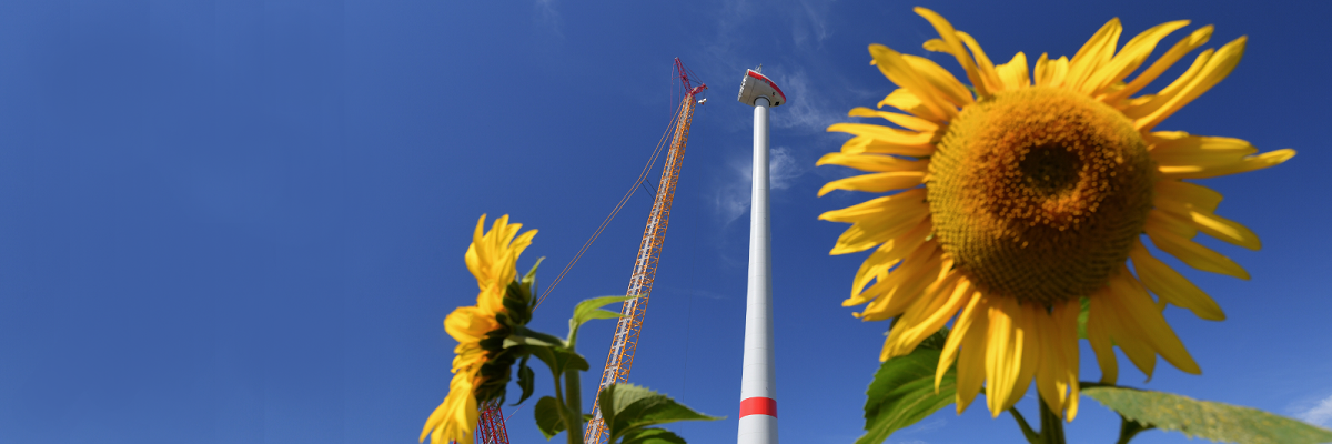 Header Klimaschutz Hinter einem gelb blühenden Sonnenblumenfeld wird eine neue Windenergieanlage aufgebaut.