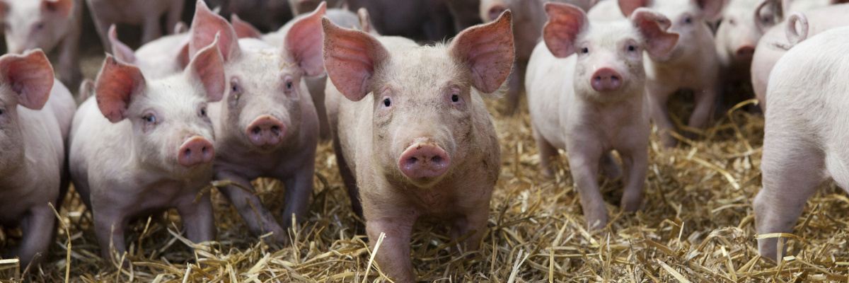 Header Ferkel Viele Ferkel beieinander stehend auf sauberem Stroh und schauen in die Kamera.
