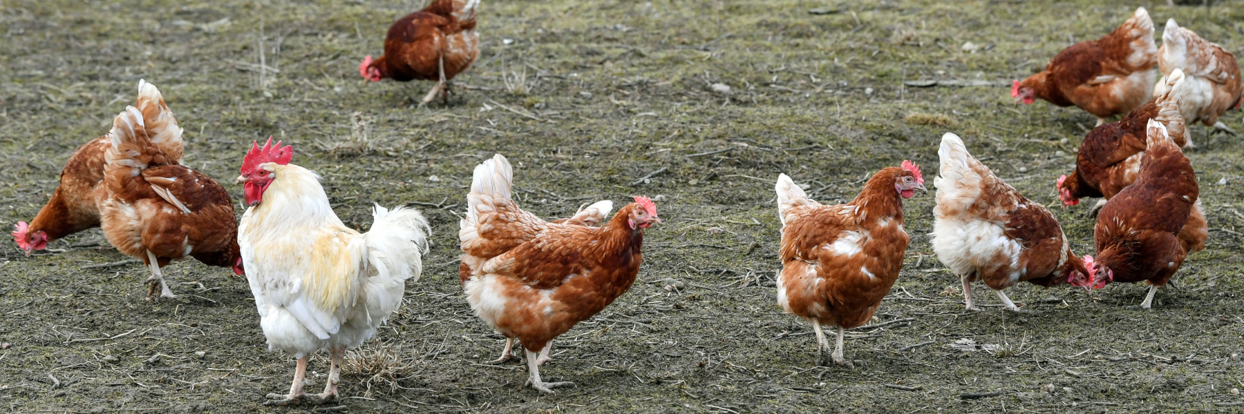 Header Geflügelpest Freilandhühner auf einer Hühnerfarm.