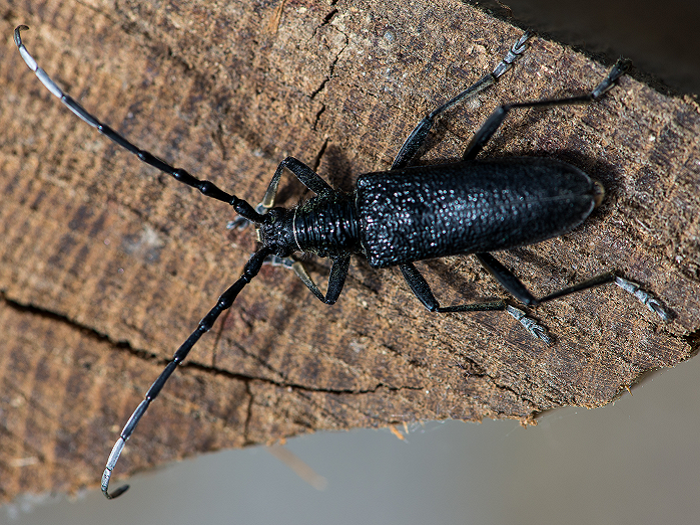 Ein Heldbock sitzt auf einem Holzstück (Motiv linksseitig gedreht)