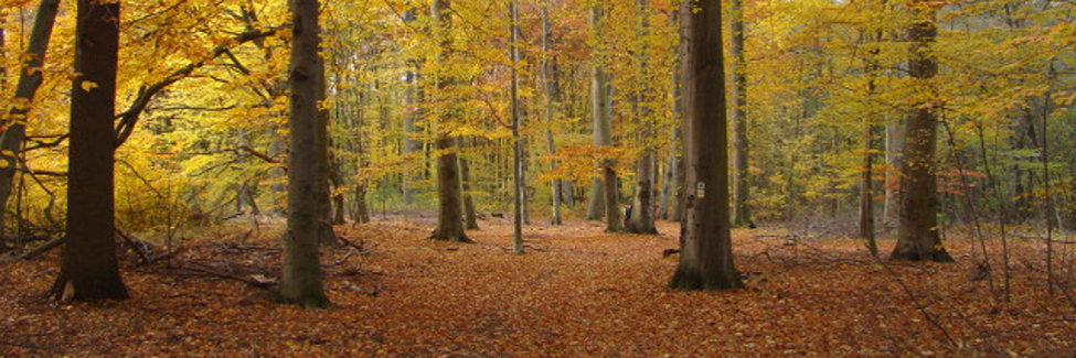 Blick in einen Herbstbald.