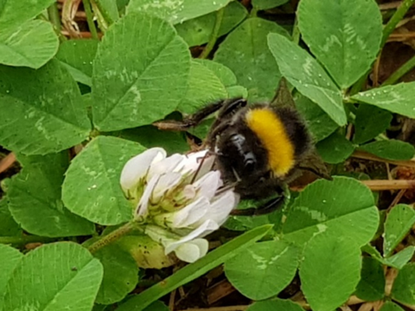 Eine Hummel sammelt Blütenstaub von einer weißen Kleeblüte.