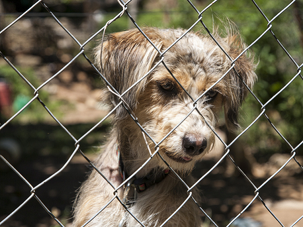 Hund im Tierheim Ein Hund schaut betrübt durch Maschendrahtzaun.
