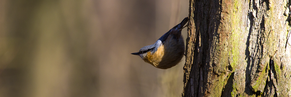 Ein Kleiber sitzt am Baumstamm und schaut nach links
