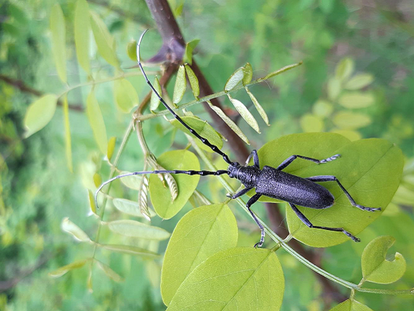 Kleiner Eichenbock (Motiv nach links gedreht)