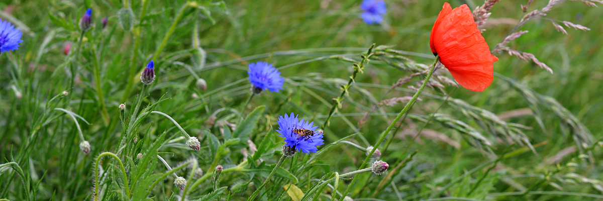 Blühstreifen mit Kornblumen und Mohn