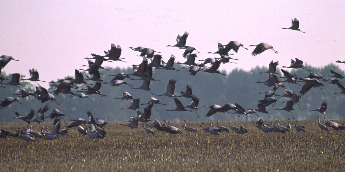 Bild: Kraniche machen Rast auf einem abgemähten Feld im Naturpark Niederlausitzer Landrücken