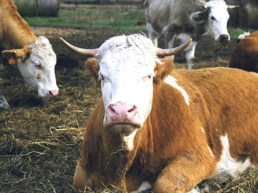 Ein Ochse liegt auf der Wiese.