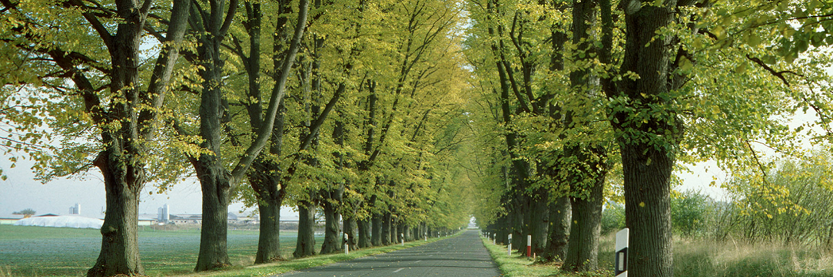 Lindenallee zwischen Boitzenburg und Prenzlau