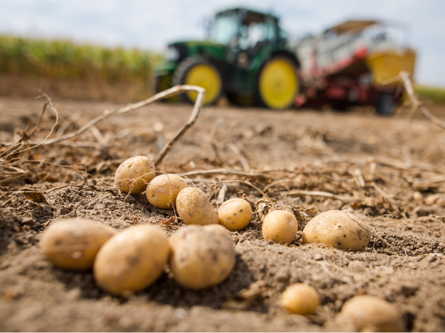 Ein Traktor mit einer Vollerntemaschine für Kartoffeln fährt über ein Feld.