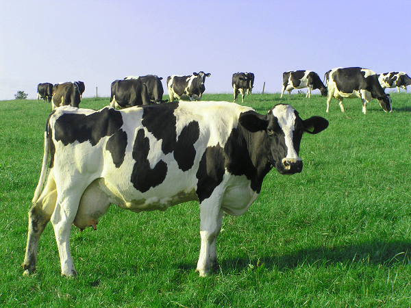 Milchkühe auf der Weide Milchkühe auf der Weide