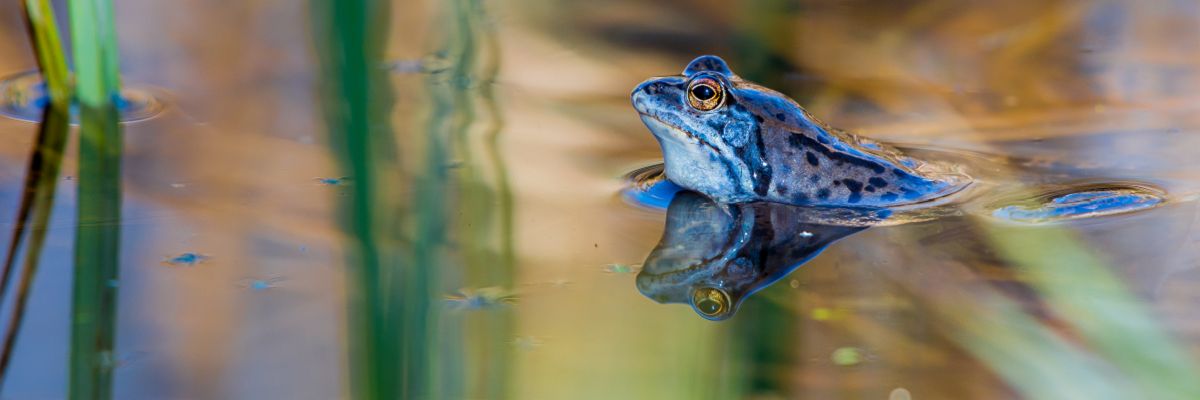 Ein Moorfrosch schaut aus dem Wasser. Ein Moorfrosch schaut aus dem Wasser.