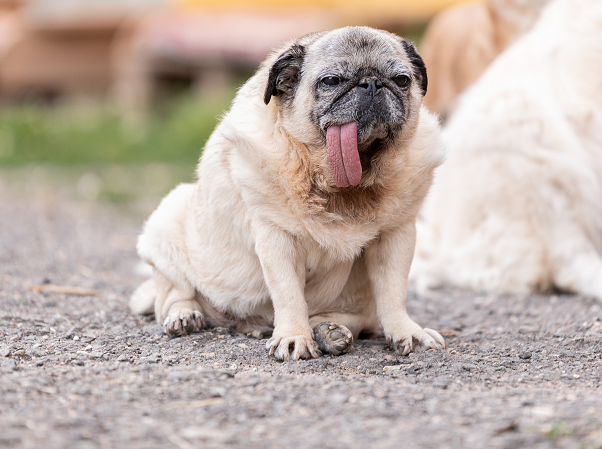Qualzucht Mops
