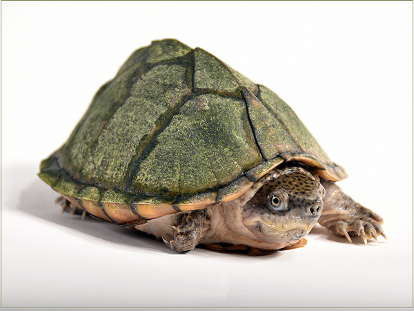 Moschusschildkröte (Sternotherus odoratus) Moschusschildkröte (Sternotherus odoratus)