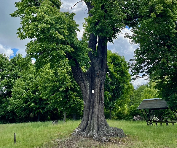 Naturdenkmal in Dobra (Bad Liebenwerda)