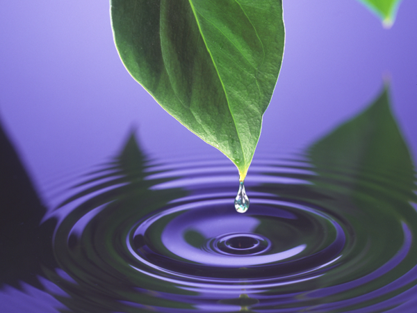 Ein Wassertropfen fällt gleich von einem Blatt, welches über den Wasser hängt. Im Wasser zeichnen sich kleine Wellen vom vorher ins Wasser gefallenen Tropfen ab